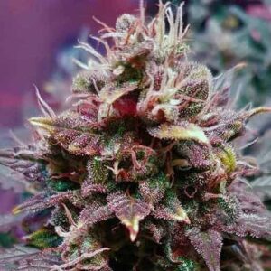 8 Ball Kush Marijuana Strain UK