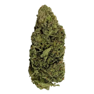 Cheese Cannabis Strain UK