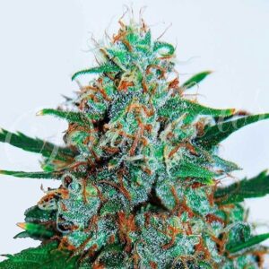 Critical Neville Haze Marijuana Strain UK