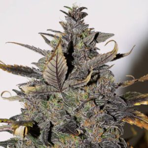 African Buzz Weed Strain UK