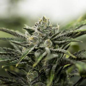 Buy Sativa Marijuana Strains UK