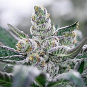 Hybrid Marijuana Strains UK