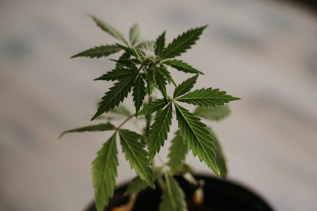 Understanding Medical Cannabis in the UK: A Complete Guide for Patients